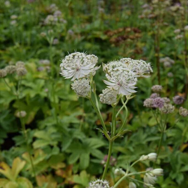 Astrantia major ssp. involucrata 'Shaggy' ---